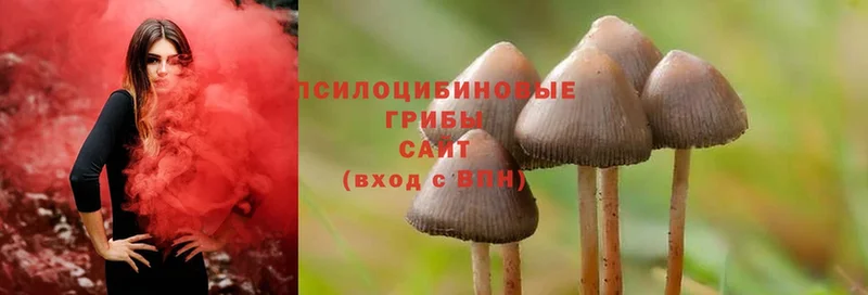 мега   Верещагино  Псилоцибиновые грибы Psilocybe 